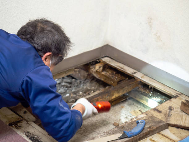 Best Preventive Mold Services in Pomona, NY