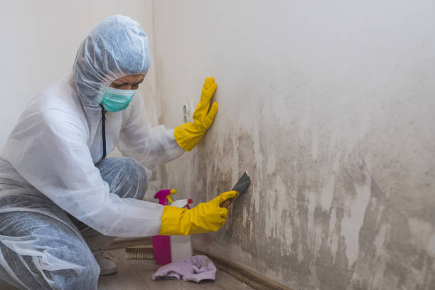 Pomona, NY Mold Remediation Company