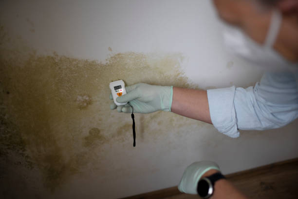 Best Post-Flood Mold Remediation in Pomona, NY
